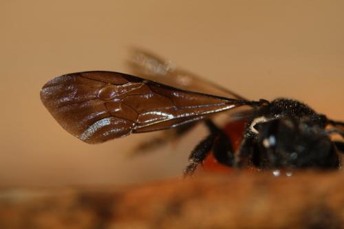 Réf. 249 050 : Sphecodes albilabris